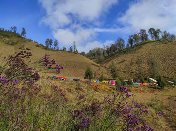 Purple flowering plants on field against sky