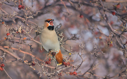 Cedar waxwing perching on branch