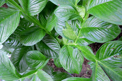 Full frame shot of green leaves