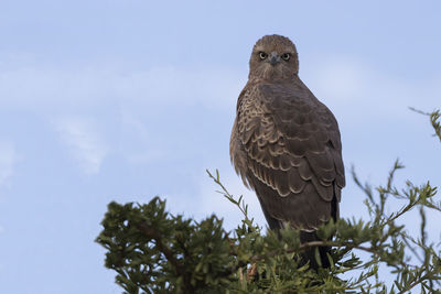 Low angle view of bird perching on tree