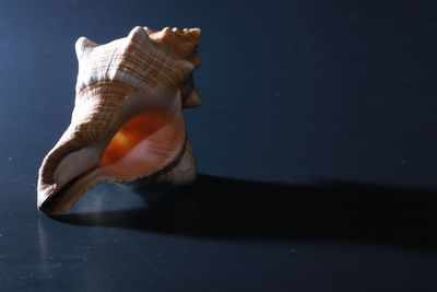 Close-up of a turtle in the sea