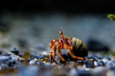 Close-up of insect