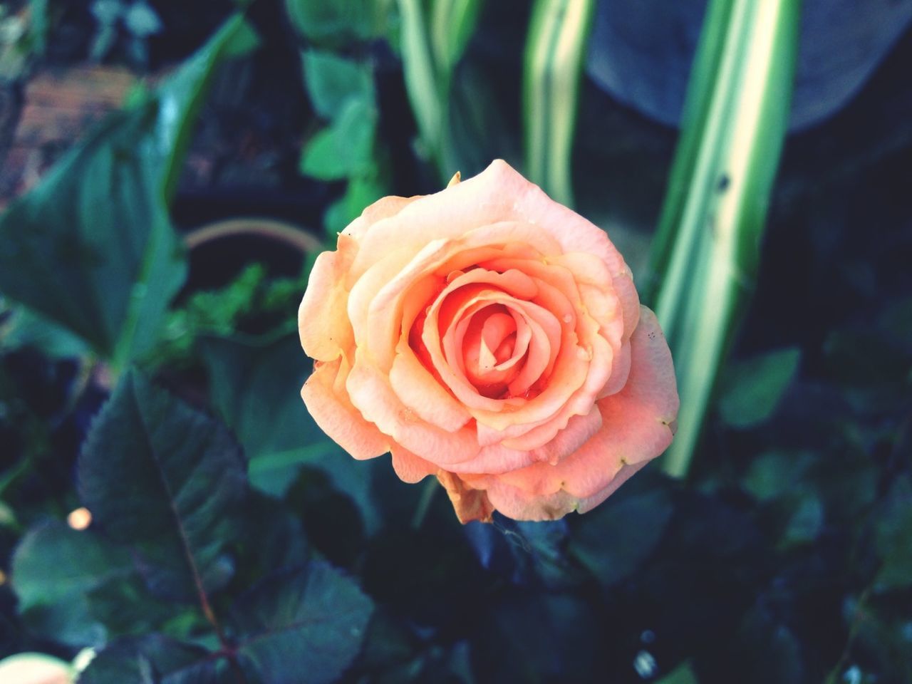 flower, petal, rose - flower, flower head, freshness, fragility, beauty in nature, close-up, growth, single flower, blooming, focus on foreground, rose, nature, plant, single rose, in bloom, leaf, no people, day