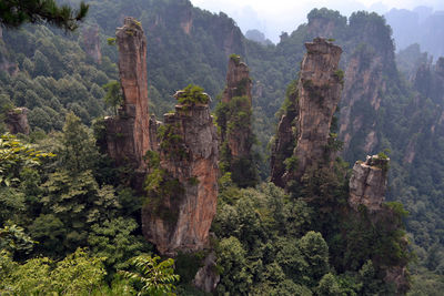 View of trees and rocks