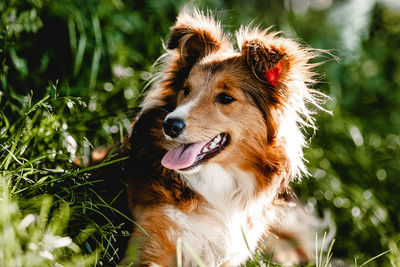 Close-up of dog looking away on field