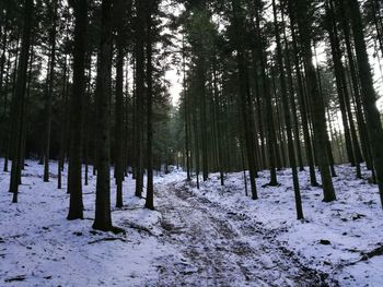 Trees in forest during winter