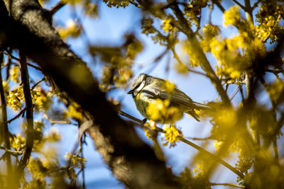 Low angle view of bird perching on branch