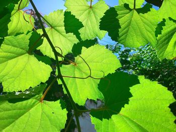 Close-up of green leaves