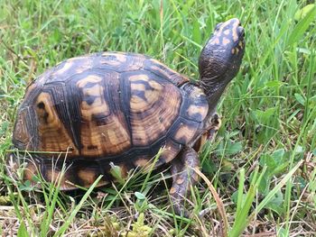 Close-up of turtle in field