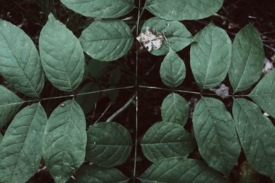 Full frame shot of leaves