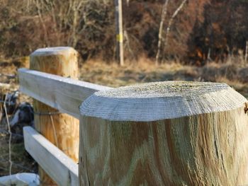 Close-up of wooden post on tree stump in forest