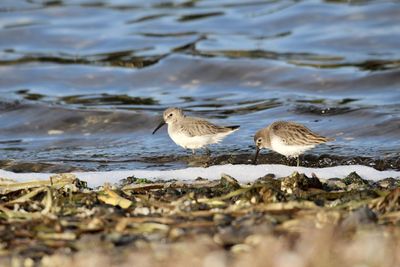 Flock of birds on beach