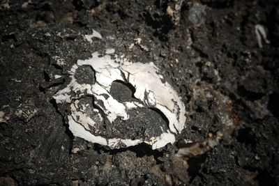 High angle view of animal on rock