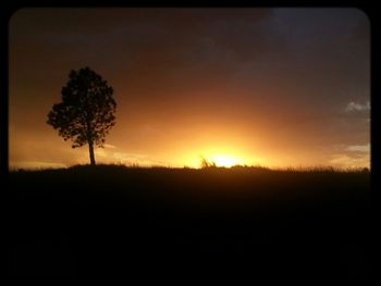 Silhouette of trees at sunset