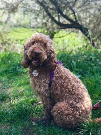 Portrait of dog on field