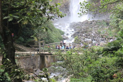 Scenic view of waterfall in forest