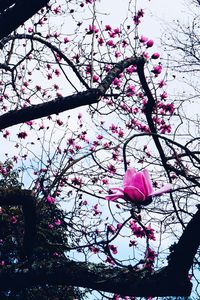 Low angle view of pink flowers blooming on tree