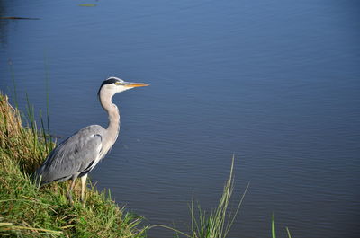 Gray heron perching against lake