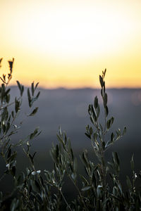 Close-up of plants against sky during sunset