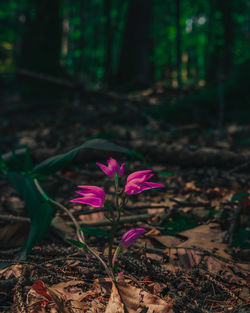 Close-up of pink crocus flowers growing on field