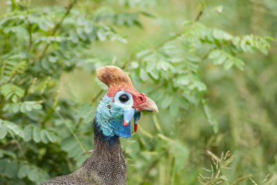 Close-up of a peacock