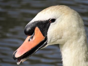 Close-up of swan swimming in lake