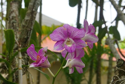 Close-up of pink flowering plant in park