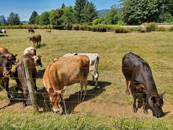 Cows grazing in field