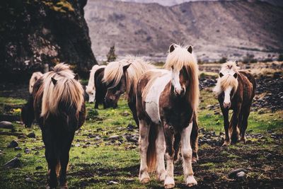 Horses grazing on field