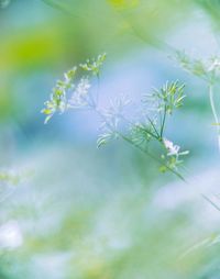 Close-up of white flowering plant