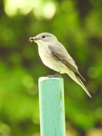 Close-up of bird perching outdoors