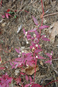 Close-up of pink flowers