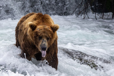 Close-up of bear on snow covered field