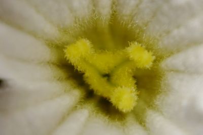 Close-up of yellow flowering plant