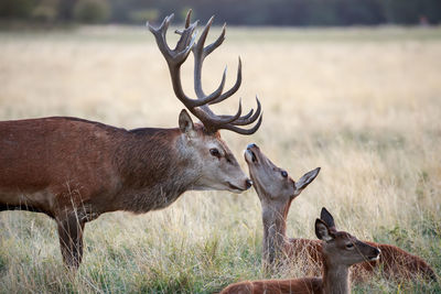 Deer on field