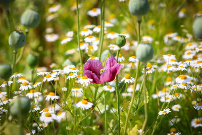 Close-up of flowering plants on field