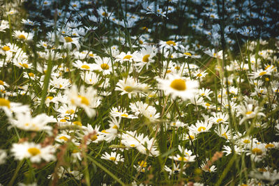 Close-up of white daisy flowers on field