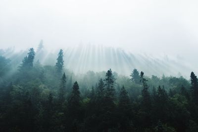 Trees in forest against sky