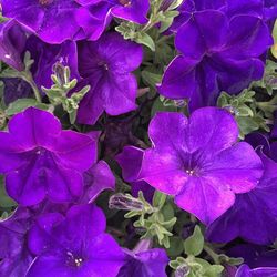 Close-up of purple hydrangea blooming outdoors