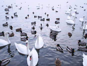 Swans and ducks swimming in lake
