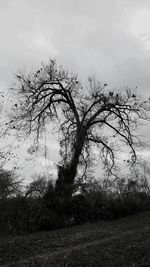 Bare tree on field against sky