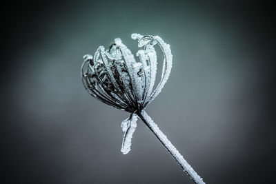 Close-up of umbrella against white background