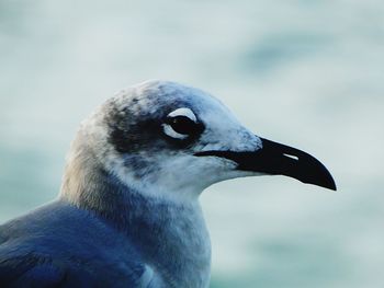 Close-up of bird perching outdoors