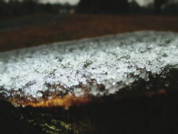 Close-up of leaf