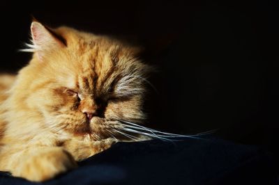 Close-up of ginger cat against black background
