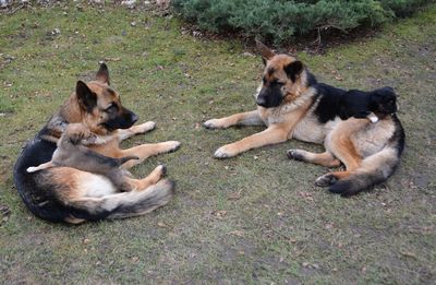 Dogs sitting on grass