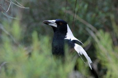 Close-up of an australian magpie perching 