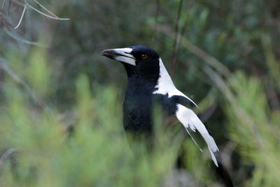 Close-up of bird perching on a field