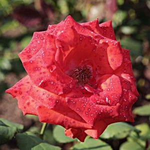 Close-up of red rose