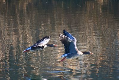 Close-up of goose flying over lake
